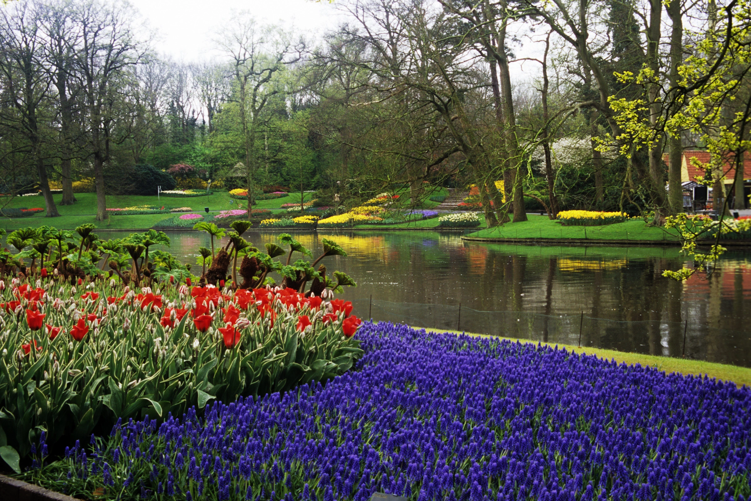 Keukenhof_Gardens,_Lisse[1].webp